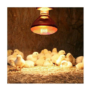 Windsor 250W Chicken BULB