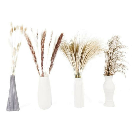 Pampas Grass Dried 1 Stem 1.4M