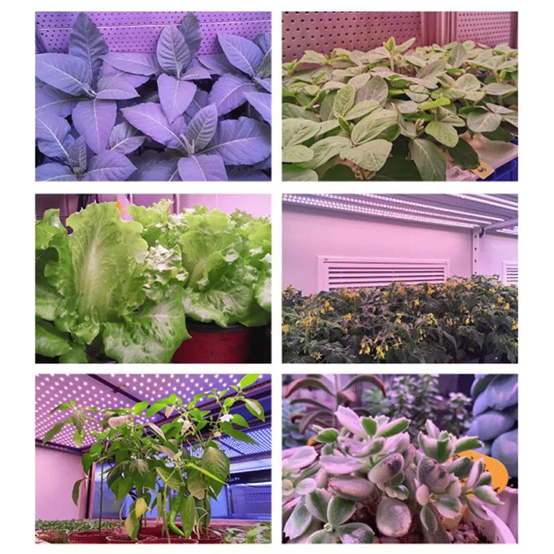 4-Head LED Full Spectrum Plant Grow Light with Timer