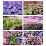 Generic 4 Head LED Grow Light Full Spectrum with Stand