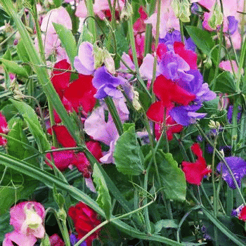 Sweet Pea Multiflora Mix Flower Seeds Annual Lathyrus odoratus Climbing Scented