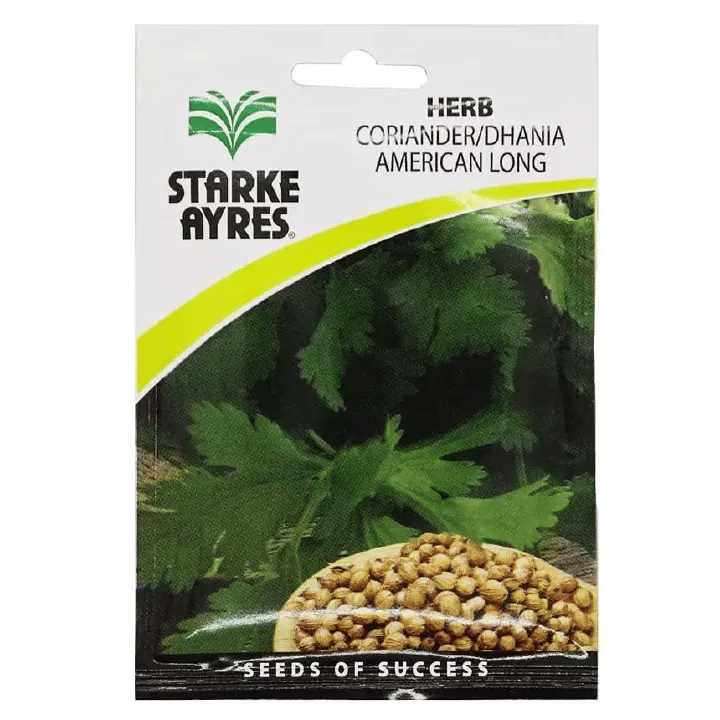 Coriander Dhania American Long Seeds Herb Garden Culinary Aromatic Annual