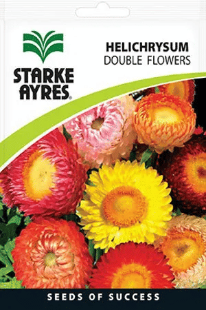 Starke Ayres Helichrysum Double Flowers Seeds Multicoloured Everlasting Strawflower Annual