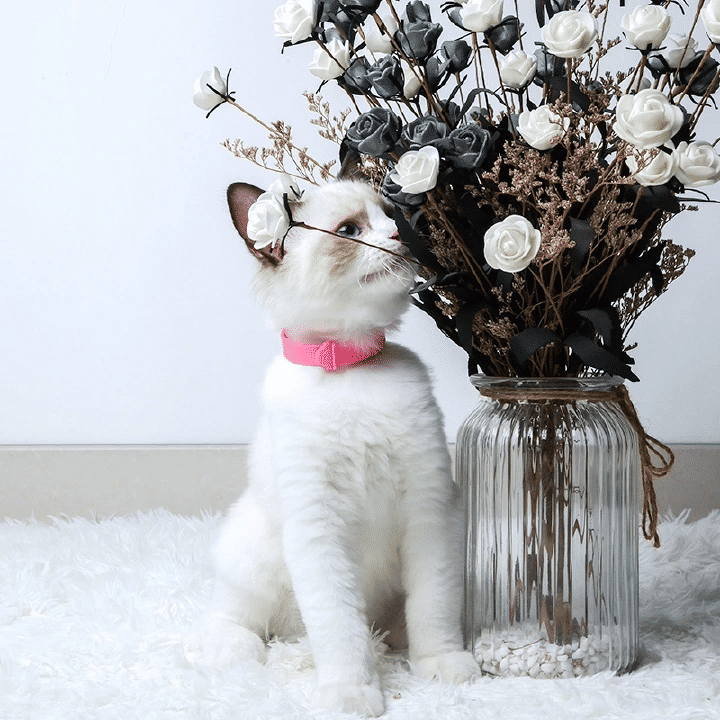 Cat Flea Collar Easy Repels Fleas Ticks Safe Effective Dog Cat Collars
