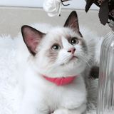 Flea And Tick Collar For Cat Natural Plant Essential Oil Safe Effective Repels Fleas Ticks Waterproof Pink
